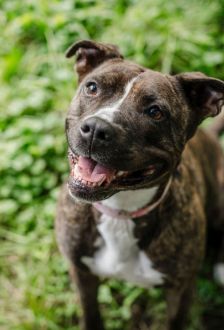 Ricarda – American Staffordshire, Weibchen, 2 Jahre, 97074 Würzburg – Foto 4