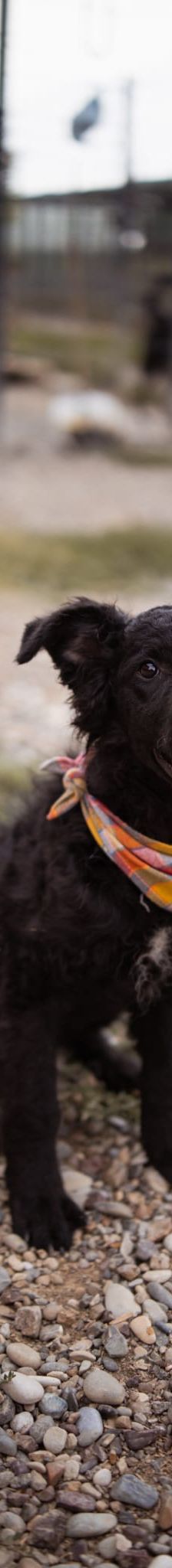 Jadro – Mischling, Männchen, Alter unbekannt, Nordic Strays e.V. – Foto 1