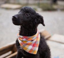 Jadro – Mischling, Männchen, Alter unbekannt, Nordic Strays e.V. – Foto 2
