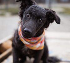 Jadro – Mischling, Männchen, Alter unbekannt, Nordic Strays e.V. – Foto 3