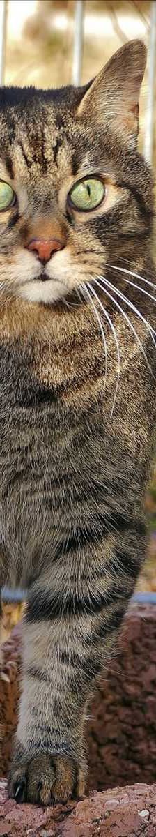 WALLACE – Europäisch Kurzhaar, Männchen, 13 Jahre, 81829 München – Foto 1