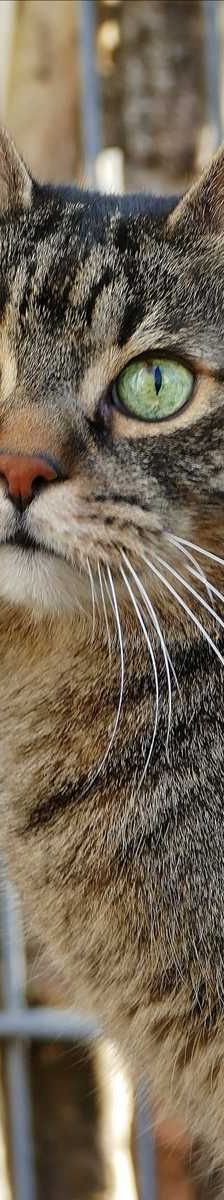WALLACE – Europäisch Kurzhaar, Männchen, 13 Jahre, 81829 München – Foto 2