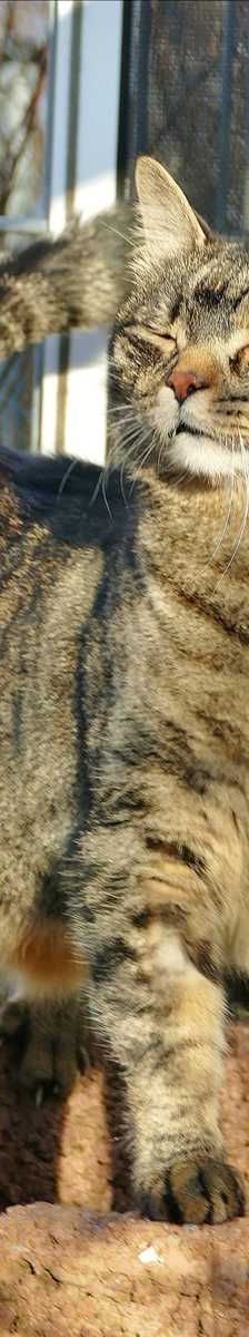 WALLACE – Europäisch Kurzhaar, Männchen, 13 Jahre, 81829 München – Foto 3