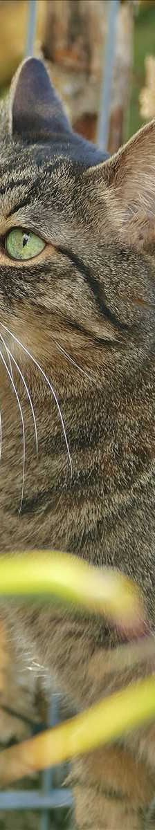 WALLACE – Europäisch Kurzhaar, Männchen, 13 Jahre, 81829 München – Foto 4