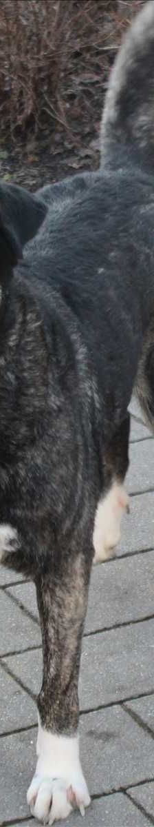 LUNA – Mix, Weibchen, 5 Jahre 3 Monate, 81829 München – Foto 1