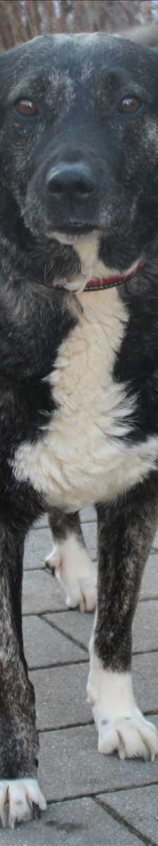 LUNA – Mix, Weibchen, 5 Jahre 3 Monate, 81829 München – Foto 2