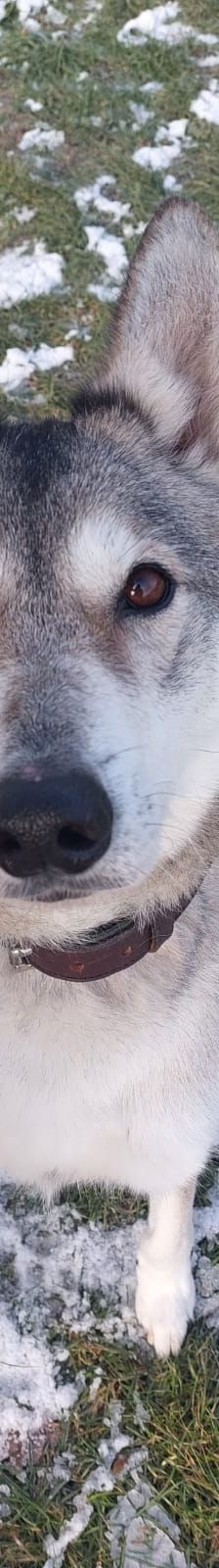 Askan – Siberian Husky -Mix, Männchen, 4 Jahre, 50969 Köln-Zollstock – Foto 1