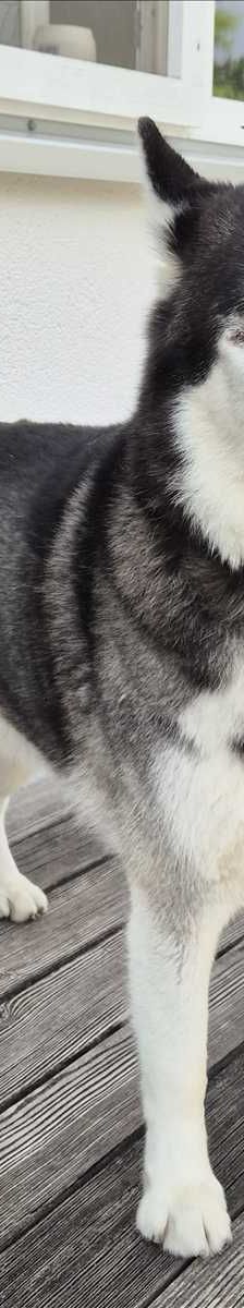 LEO – Sibirischer Husky, Männchen, 6 Jahre 5 Monate, 81829 München – Foto 1