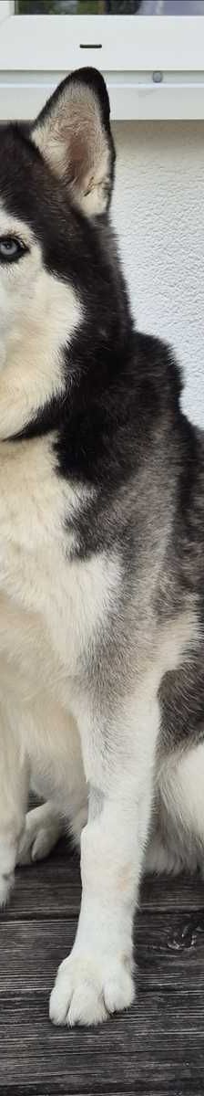 LEO – Sibirischer Husky, Männchen, 6 Jahre 5 Monate, 81829 München – Foto 2