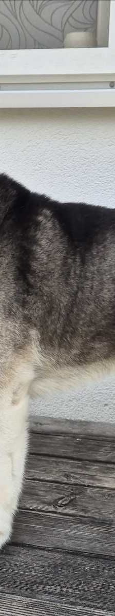 LEO – Sibirischer Husky, Männchen, 6 Jahre 5 Monate, 81829 München – Foto 3