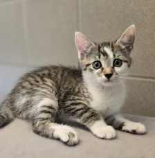 Luna – Europäisch Kurzhaar, Weibchen, Alter unbekannt, 97525 Schwebheim – Foto 1