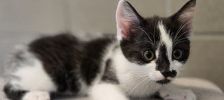 Luna – Europäisch Kurzhaar, Weibchen, Alter unbekannt, 97525 Schwebheim – Foto 2