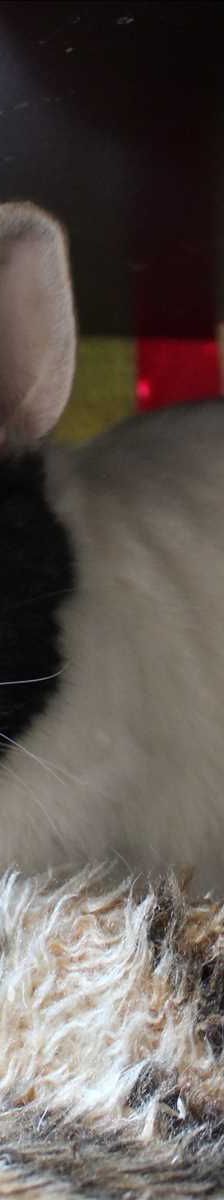 TULZI – Zwergkaninchen, Satinkaninchen, Weibchen, Alter unbekannt, 81829 München – Foto 1