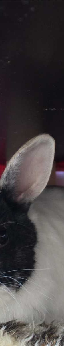 TULZI – Zwergkaninchen, Satinkaninchen, Weibchen, Alter unbekannt, 81829 München – Foto 2