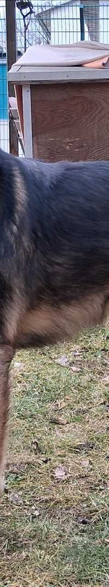LOISL – Mix, Männchen, 1 Jahr 6 Monate, 81829 München – Foto 1