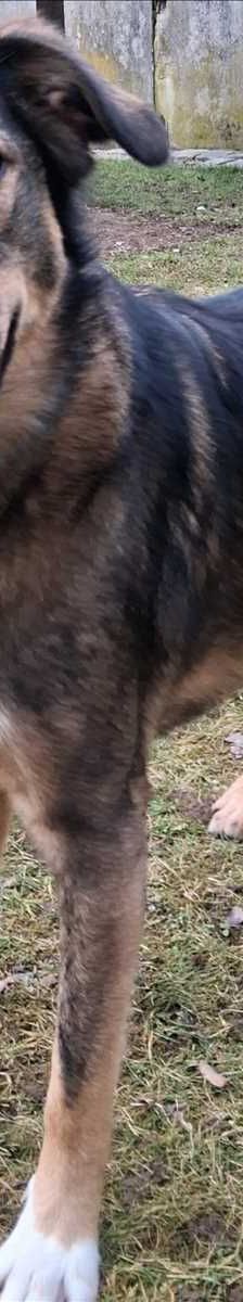 LOISL – Mix, Männchen, 1 Jahr 6 Monate, 81829 München – Foto 2