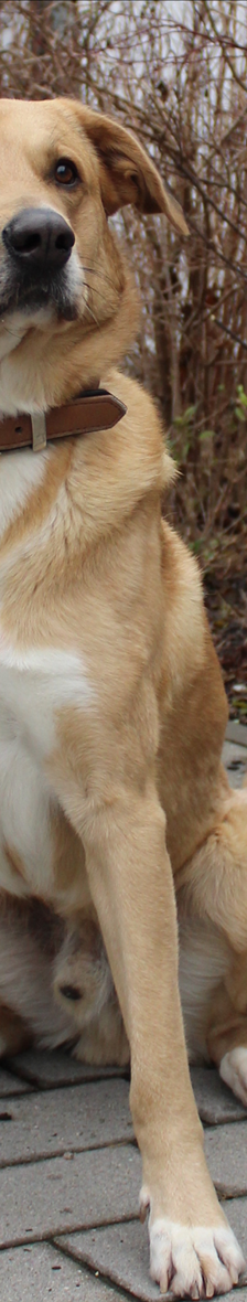 HARALD – Herdenschutzhund Mix, Schäferhund-Labrador Mix, Männchen, 3 Jahre 7 Monate, 81829 München – Foto 1