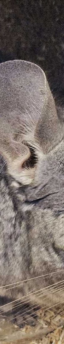LOUISE – Chinchilla, Weibchen, 14 Jahre 3 Monate, 81829 München – Foto 2