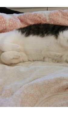 Hank – Katze, Männchen, 12 Jahre, 32758 Detmold – Foto 1