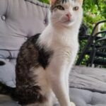 Hank – Katze, Männchen, 12 Jahre, 32758 Detmold – Foto 2