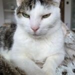 Hank – Katze, Männchen, 12 Jahre, 32758 Detmold – Foto 3