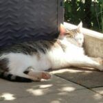Hank – Katze, Männchen, 12 Jahre, 32758 Detmold – Foto 4