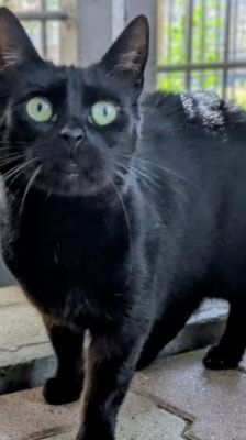 Selina – Katze, Weibchen, 3 Jahre, 39576 Stendal – Foto 2