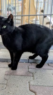 Selina – Katze, Weibchen, 3 Jahre, 39576 Stendal – Foto 3
