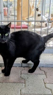 Selina – Katze, Weibchen, 3 Jahre, 39576 Stendal – Foto 4