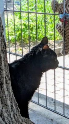 Selina – Katze, Weibchen, 3 Jahre, 39576 Stendal – Foto 5