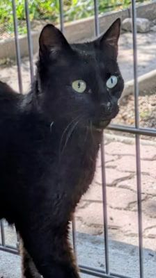 Selina – Katze, Weibchen, 3 Jahre, 39576 Stendal – Foto 6