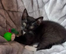 Selina – Katze, Weibchen, 3 Jahre, 39576 Stendal – Foto 9