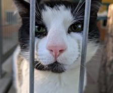 Selina – Katze, Weibchen, 3 Jahre, 39576 Stendal – Foto 10