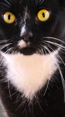 Carlo – Katze, Männchen, 8 Jahre, 39576 Stendal – Foto 1