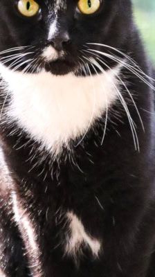 Carlo – Katze, Männchen, 8 Jahre, 39576 Stendal – Foto 2