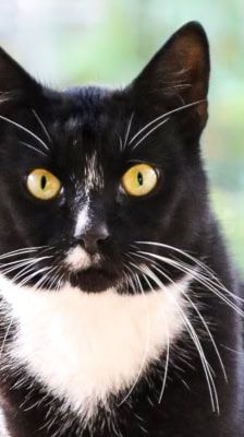 Carlo – Katze, Männchen, 8 Jahre, 39576 Stendal – Foto 3