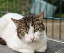 Carlo – Katze, Männchen, 8 Jahre, 39576 Stendal – Foto 21