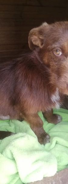Azor – Mischling, Männchen, 1 Jahr, Rumänien – Foto 3