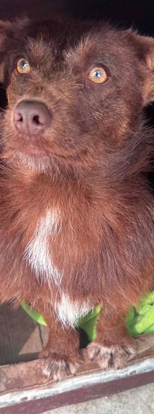 Azor – Mischling, Männchen, 1 Jahr, Rumänien – Foto 5