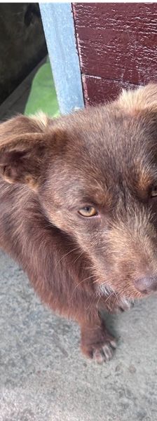 Azor – Mischling, Männchen, 1 Jahr, Rumänien – Foto 6