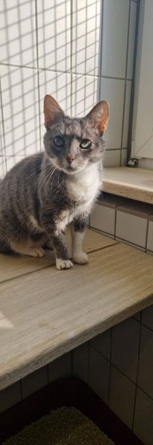 Mucky – EKH, Weibchen, 8 Jahre, 70195 Stuttgart-Botnang – Foto 2