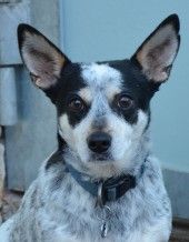 Pina – Corgi-Mix, Weibchen, 4 Jahre 7 Monate, 70195 Stuttgart-Botnang – Foto 1