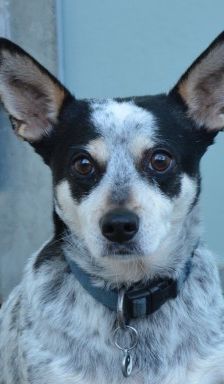 Pina – Corgi-Mix, Weibchen, 4 Jahre 7 Monate, 70195 Stuttgart-Botnang – Foto 2