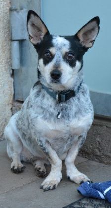Pina – Corgi-Mix, Weibchen, 4 Jahre 7 Monate, 70195 Stuttgart-Botnang – Foto 3