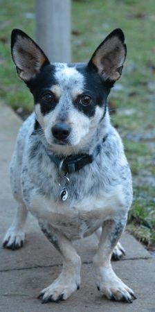 Pina – Corgi-Mix, Weibchen, 4 Jahre 7 Monate, 70195 Stuttgart-Botnang – Foto 4
