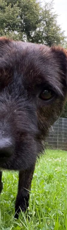 Pip – Mischling, Männchen, Alter unbekannt, 37520 Osterode – Foto 2
