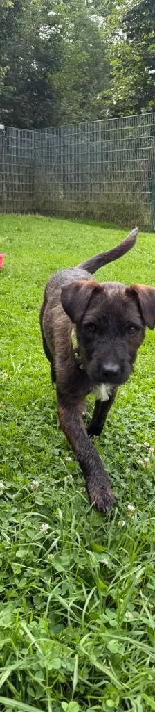 Pip – Mischling, Männchen, Alter unbekannt, 37520 Osterode – Foto 3