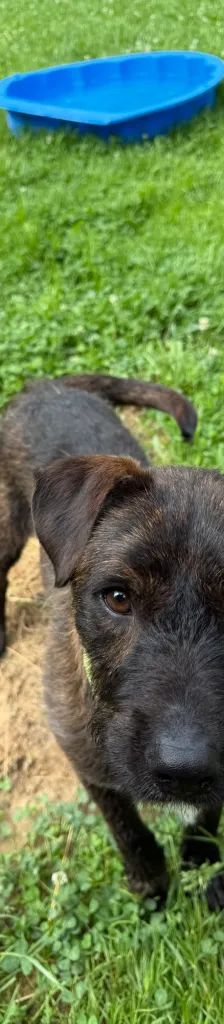 Pip – Mischling, Männchen, Alter unbekannt, 37520 Osterode – Foto 4