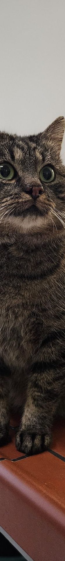 Theodore – Europäisch Kurzhaar, Männchen, 4 Jahre, 97525 Schwebheim – Foto 1