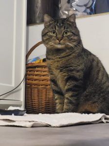 Theodore – Europäisch Kurzhaar, Männchen, 4 Jahre, 97525 Schwebheim – Foto 2